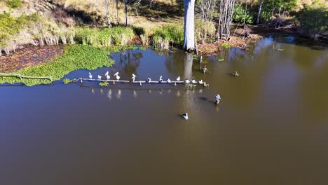 aerial footage captures a group of australian pelicans gliding in a line across a calm lake, surrounded by grassy banks and bright daylight