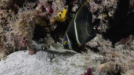 Ein-Französischer-Kaiserfisch,-Der-Auf-Dem-Boden-In-Der-Nähe-Des-Riffs-Schwimmt