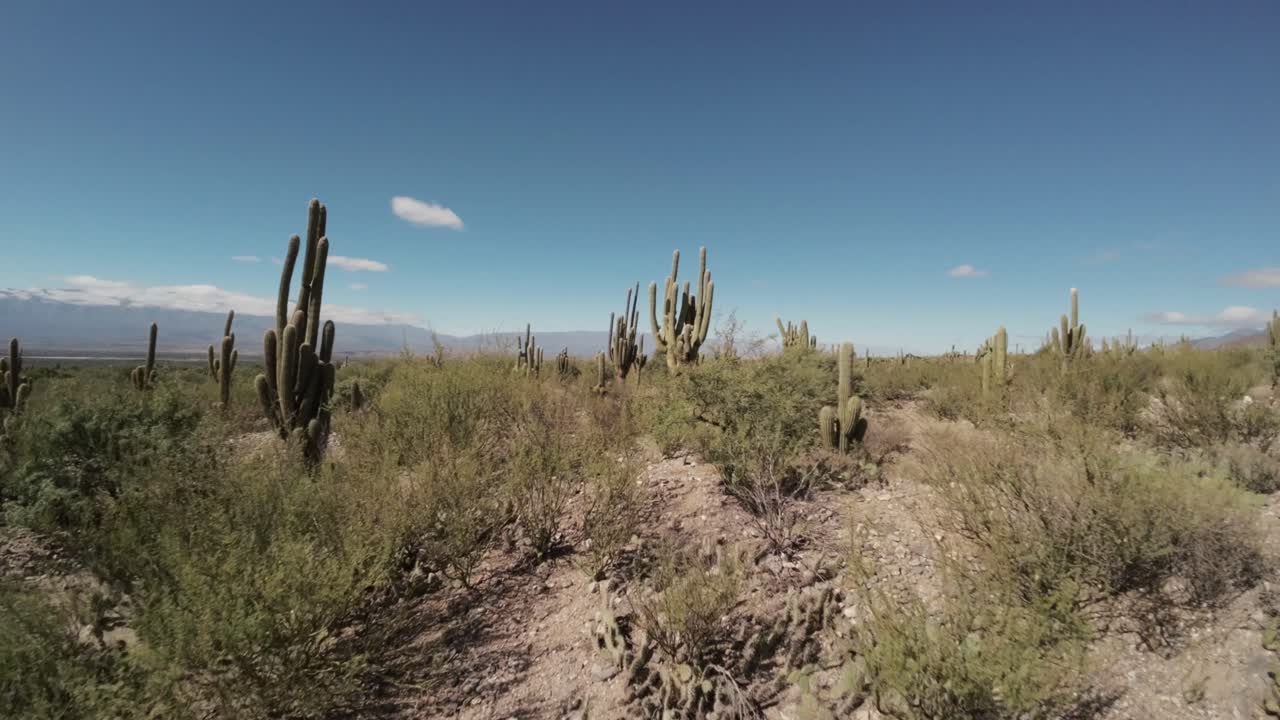 fotografía de avión no tripulado de las ruinas de quilmes, cactus saguaro cultivado en la tierra árida en las remotas afueras de tucumán, argentina