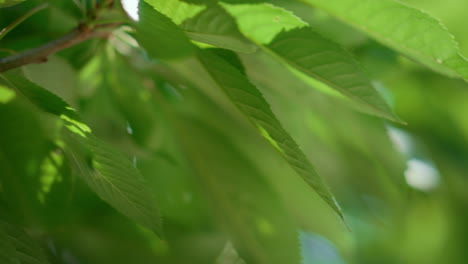 background leaf summer branch tree closeup. macro bright color of rural garden.