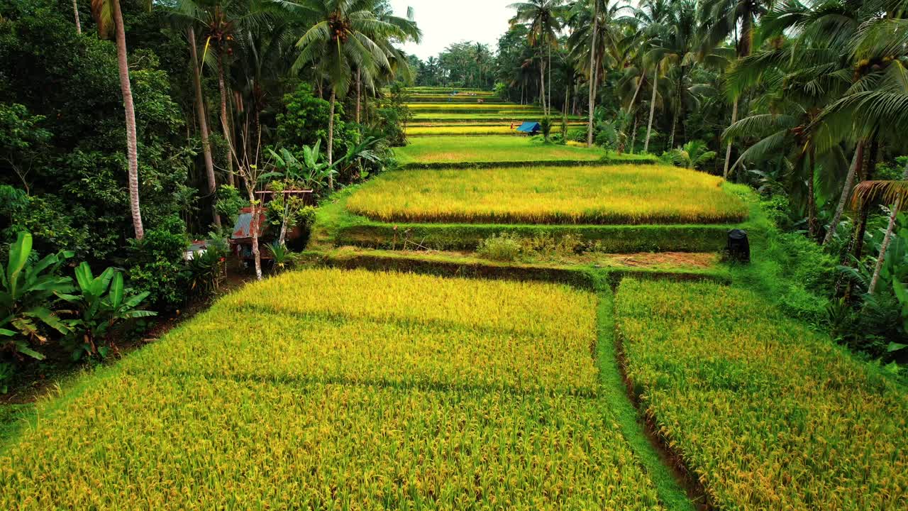 Drone che sorvola lunghi campi delle risaie di Tegalalang, Ubud, Bali