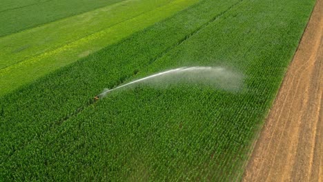 rociar agua sobre las vegetaciones verdes en el campo utilizando un aspersor de riego