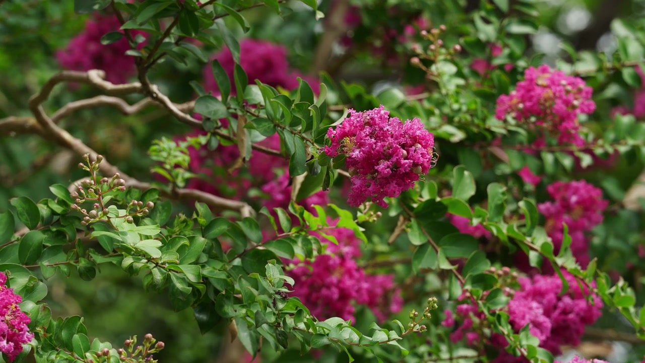 Primo piano di un fiore di Lagerstroemia rosa intenso circondato da foglie verdi (4K)