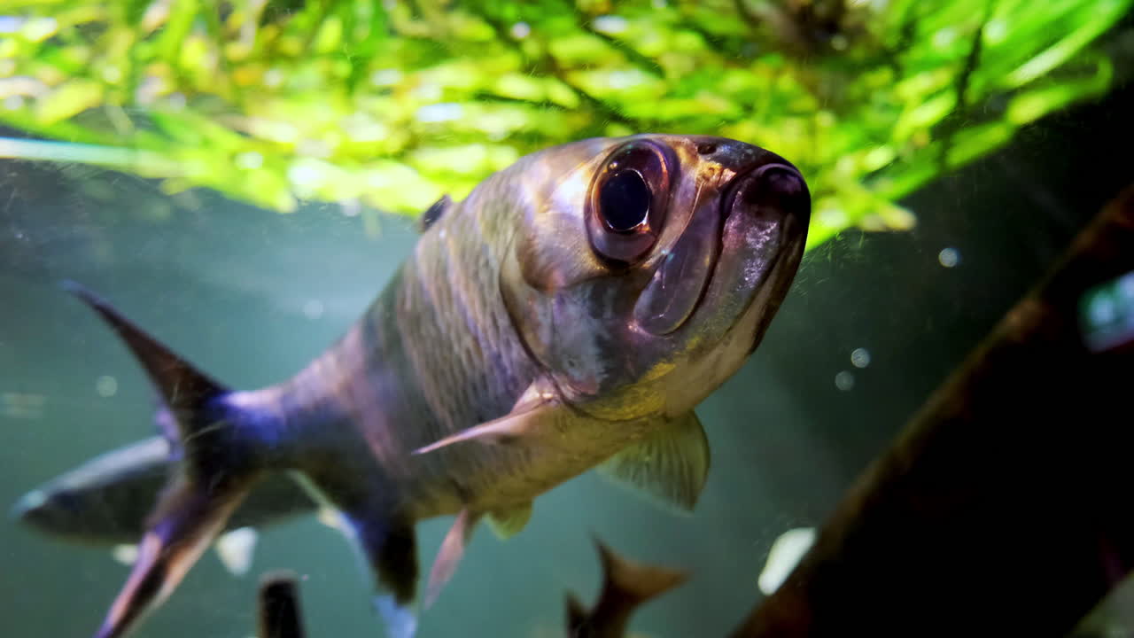 Fish swimming at the aquarium glass