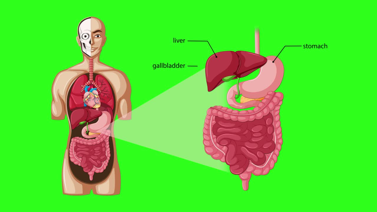 An educational animation reveals and labels internal human digestive organs, transitioning from full-body view to detailed organ close-up with clear green background