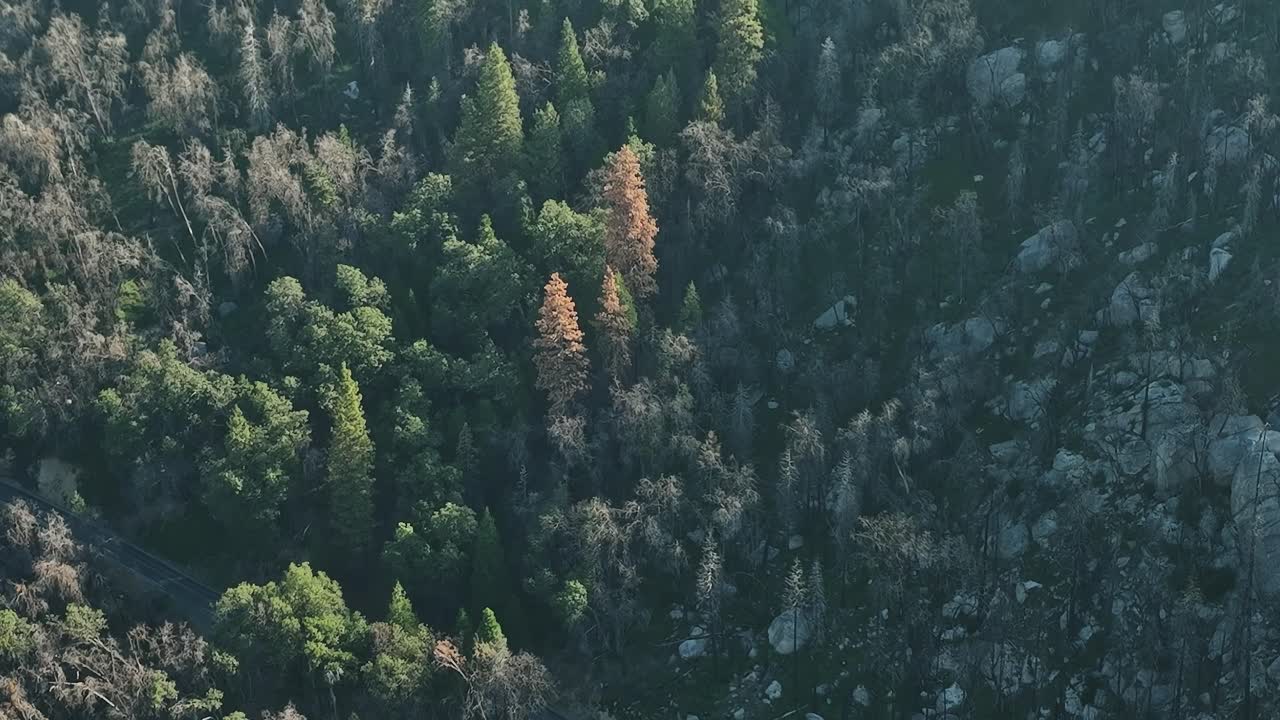 Vista aerea di una foresta che mostra alberi sani e danneggiati negli Stati Uniti