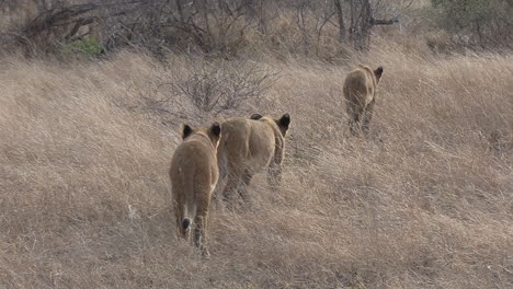 Toma-De-Seguimiento,-Siguiendo-A-Un-Grupo-De-Leones-Jóvenes-Caminando-Entre-La-Hierba-Alta.