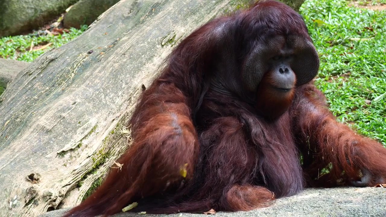 Un orangutan maschio con flange siede a terra in posizione rilassata, cercando di afferrare un pezzo di cibo e mangiandolo, primo piano