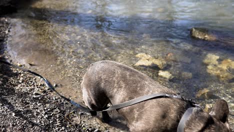 french bulldog with black collar and black leash walks in the water on the bank of a small stream slow motion