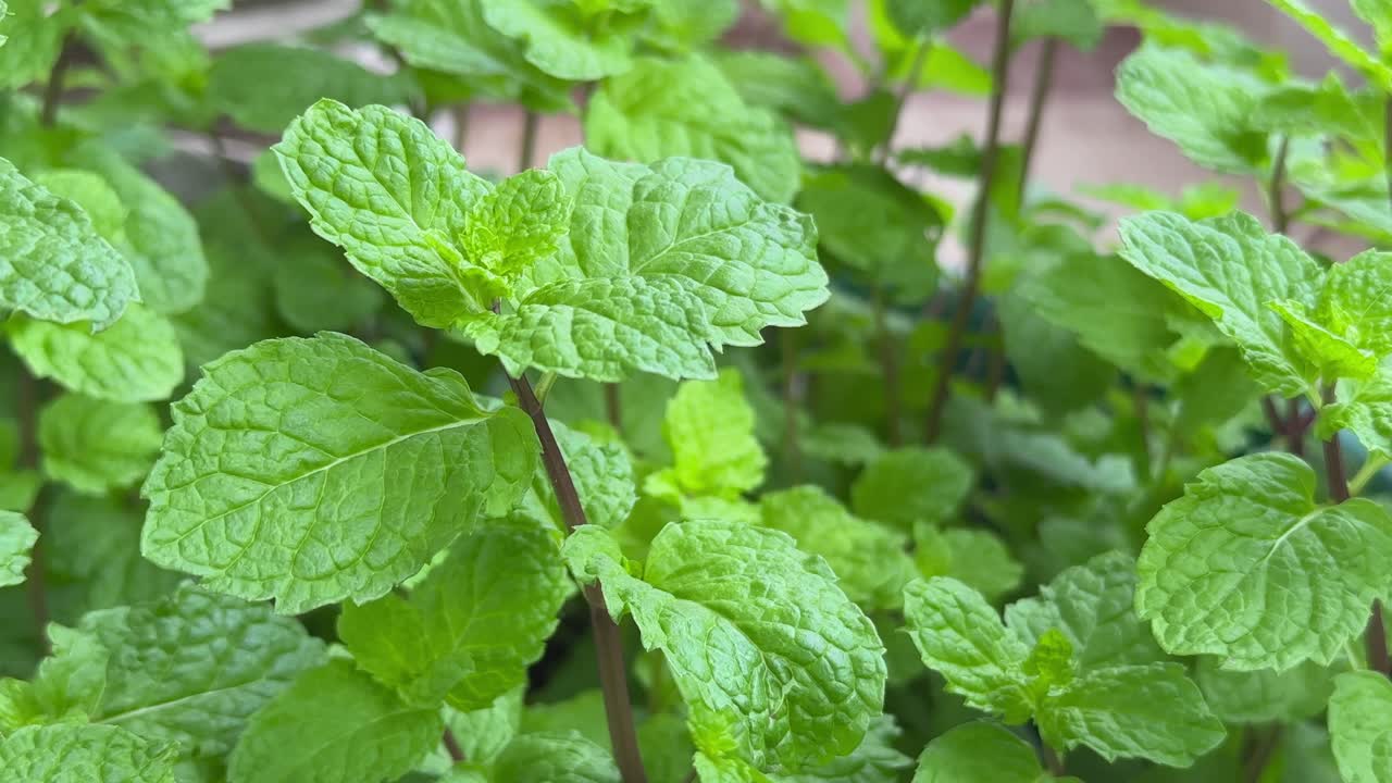 Close-up view of vibrant green mint leaves