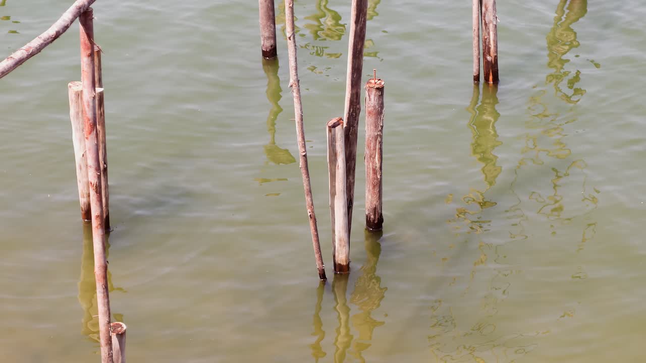 Explorando a beleza das raízes de mangue que prosperam em águas costeiras serenas