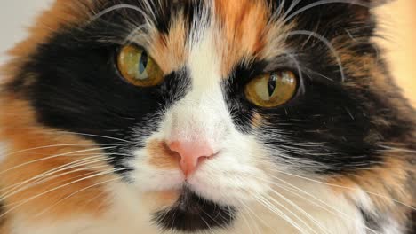 de snuit van een driekleurige kat draait zijn hoofd in close-up en kijkt in het frame met grote gele ogen