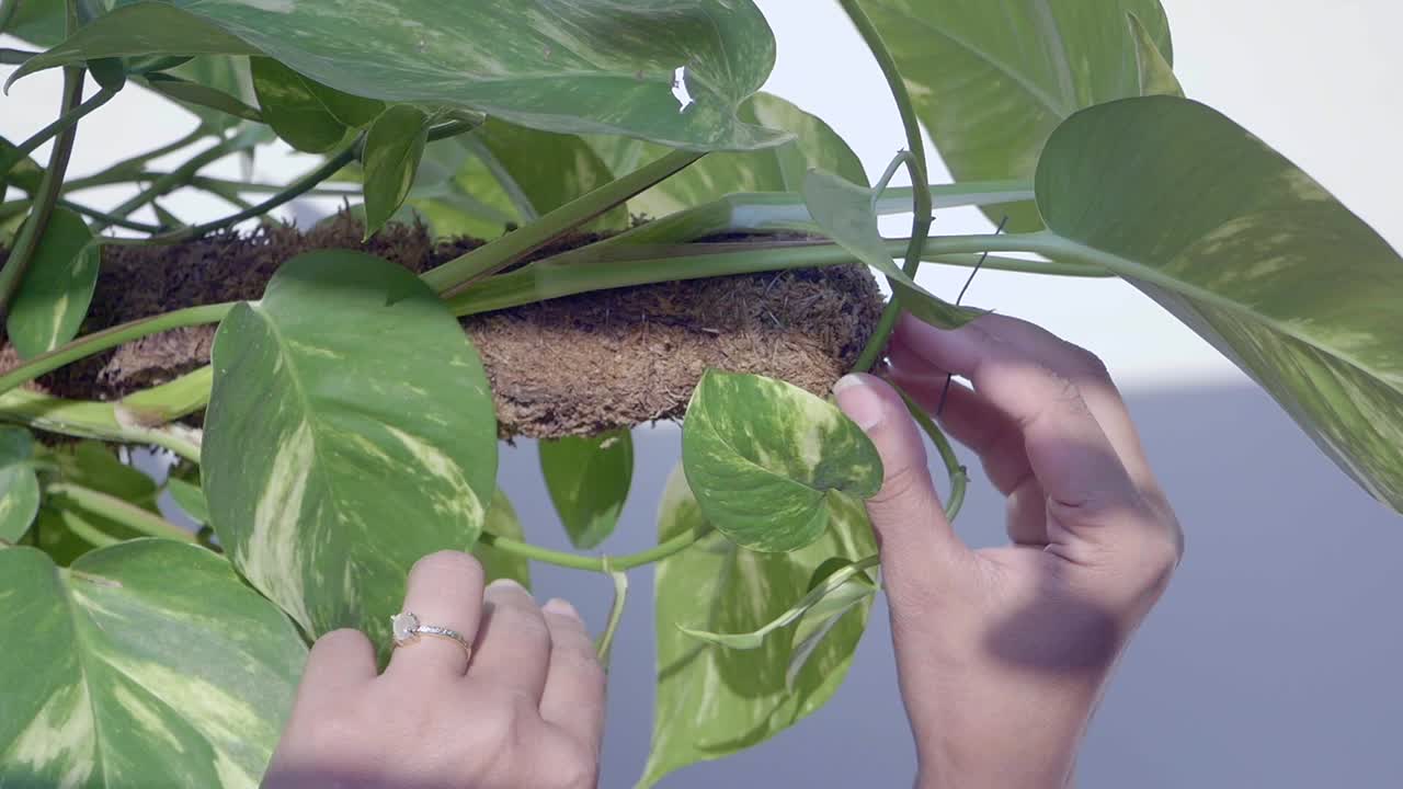 Golden Pothos on Moss Pole