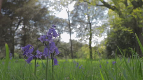 Low-Angle-Shot-Of-BlueBell-Plant-By-Itself