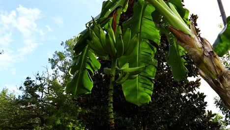 Video-of-a-banana-tree-with-sky-and-clouds-in-background