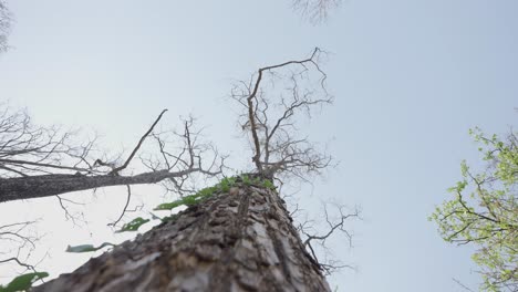 giant tree without a leaf