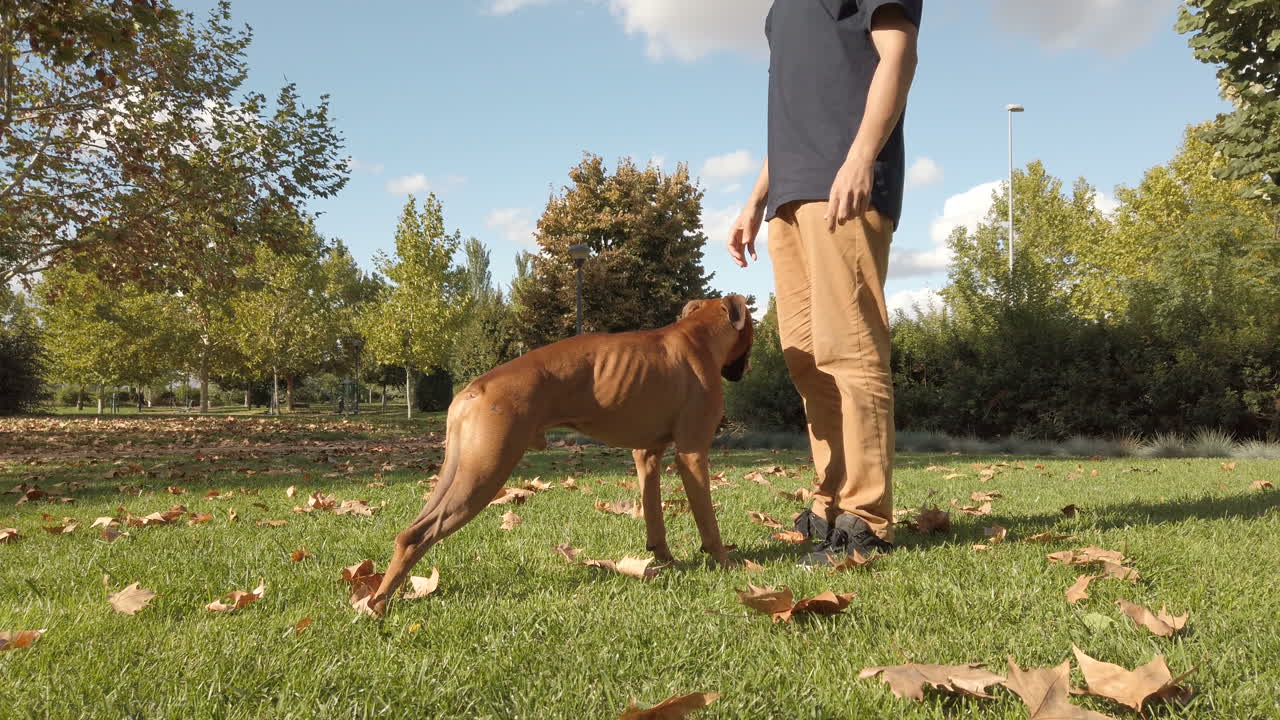 Young man playing and training with a dog. Brown boxer dog
