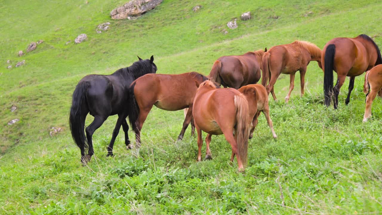 un pequeño rebaño de caballos marrones con potros pastando en una ladera verde de la montaña durante el día