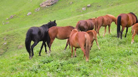 a small herd of brown horses with foals grazing on a green mountain slope during the day