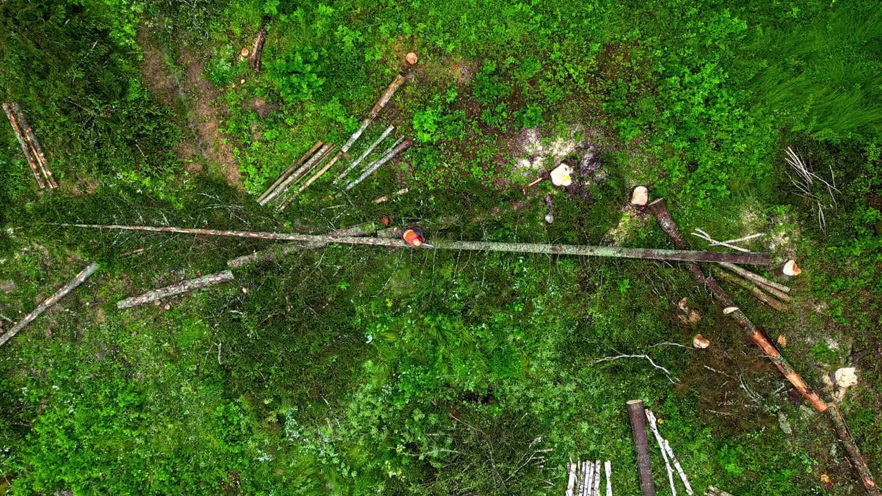 trabajadores cortando árboles en un bosque verde exuberante