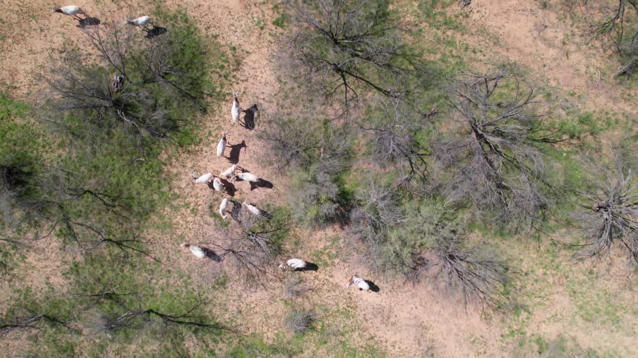 텍사스 주 브라운우드 근처의 랜치에서 작은 오릭스 무리의 공중 촬영