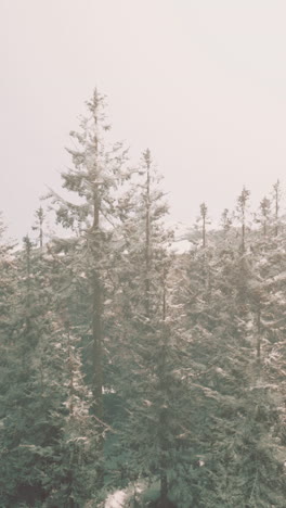 snowy forest in winter