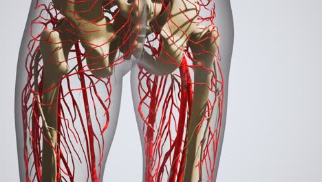 science-anatomy-of-human-Blood-Vessels