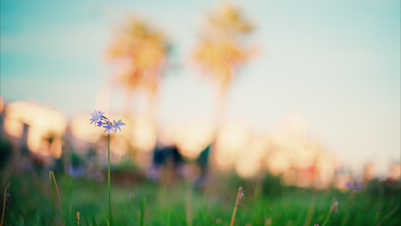 Close up of purple flowers with a blurred view of the Jardin des Poetes garden in Antibes, France at sunset