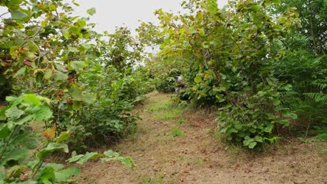 cultivo de plántulas de nueces en el campo de la granja, plantación de nueces, huerto de nueces. árboles jóvenes de avellana en el campo