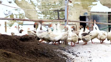 a herd of goose