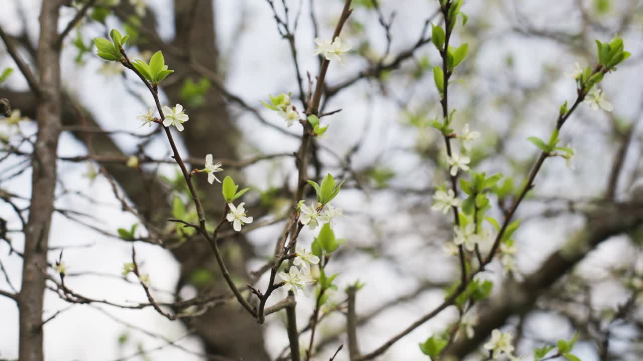 White blossoms growing on apple tree branches