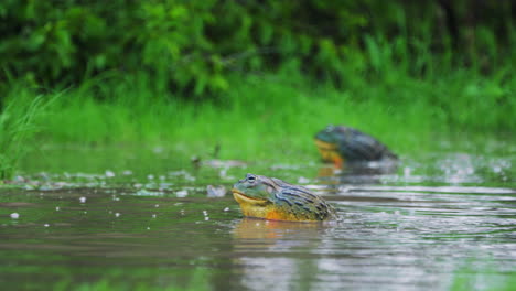 Huge-Male-African-Bullfrog-Approaching-Female-In-The-Mating-Season,-Central-Kalahari-Botswana