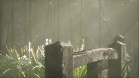 Japan-bamboo-forest-and-green-meadow-grass-with-natural-light