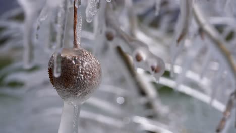 twigs, branches, buds and seedballs are covered in ice creating following a spring ice storm