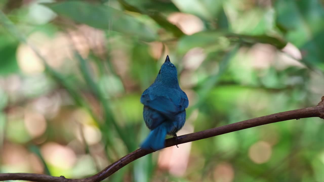 왼쪽을 바라보며 숲에서 물을 마시기 위해 물방울을 잡습니다. 그 다음에는 위로 날아갑니다.
