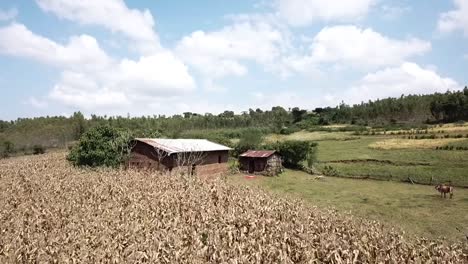 Drone-Volando-Sobre-Una-Pequeña-Granja-En-Etiopía