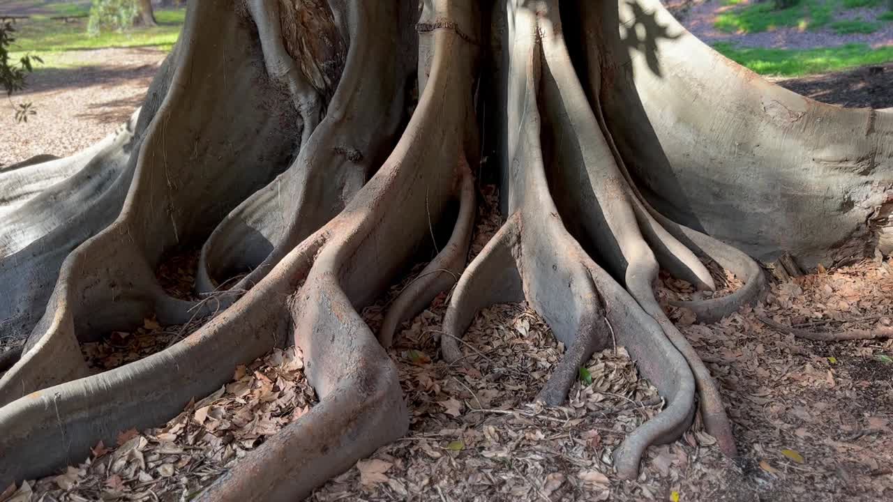 las raíces del árbol de la bahía de moreton en las sombras en otoño, perth, australia occidental
