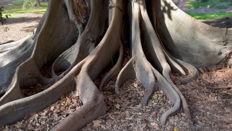 moreton bay tree roots in shadows in autumn, perth western australia