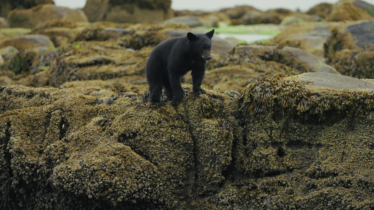 Black Bear Standing On The Rocks While Shaking Its Body To Remove Water. - wide shot