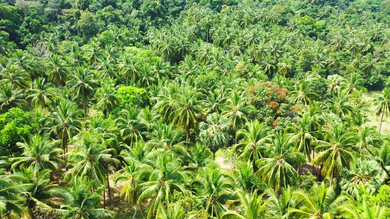 Palm Oil Tree Plantation from above. Thailand