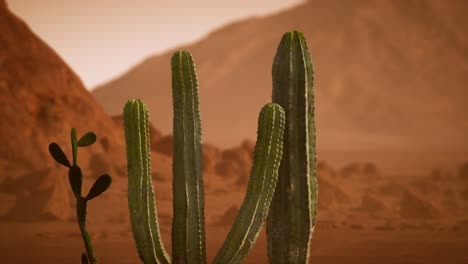 Arizona-Wüstensonnenuntergang-Mit-Riesigem-Saguaro-Kaktus