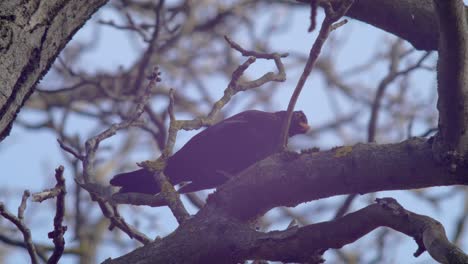 Mittlere-Einstellung-Einer-Amsel,-Die-In-Einem-Walnussbaum-Sitzt,-Der-Wind-Kämmt-Leicht-Durch-Ihre-Federn,-Die-Sich-Im-Hintergrund-Bewegen