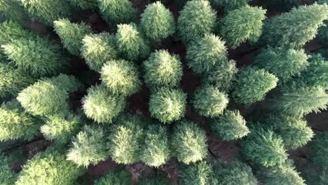 top down view of pine trees shot by drone