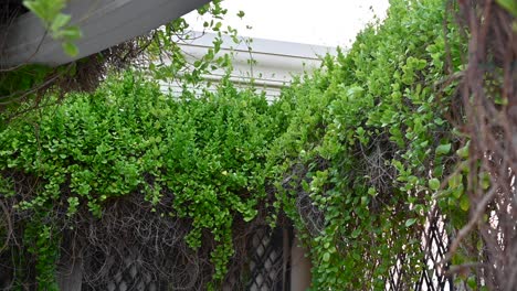 green vertical garden walls on a beautiful sunny day, backyard concept