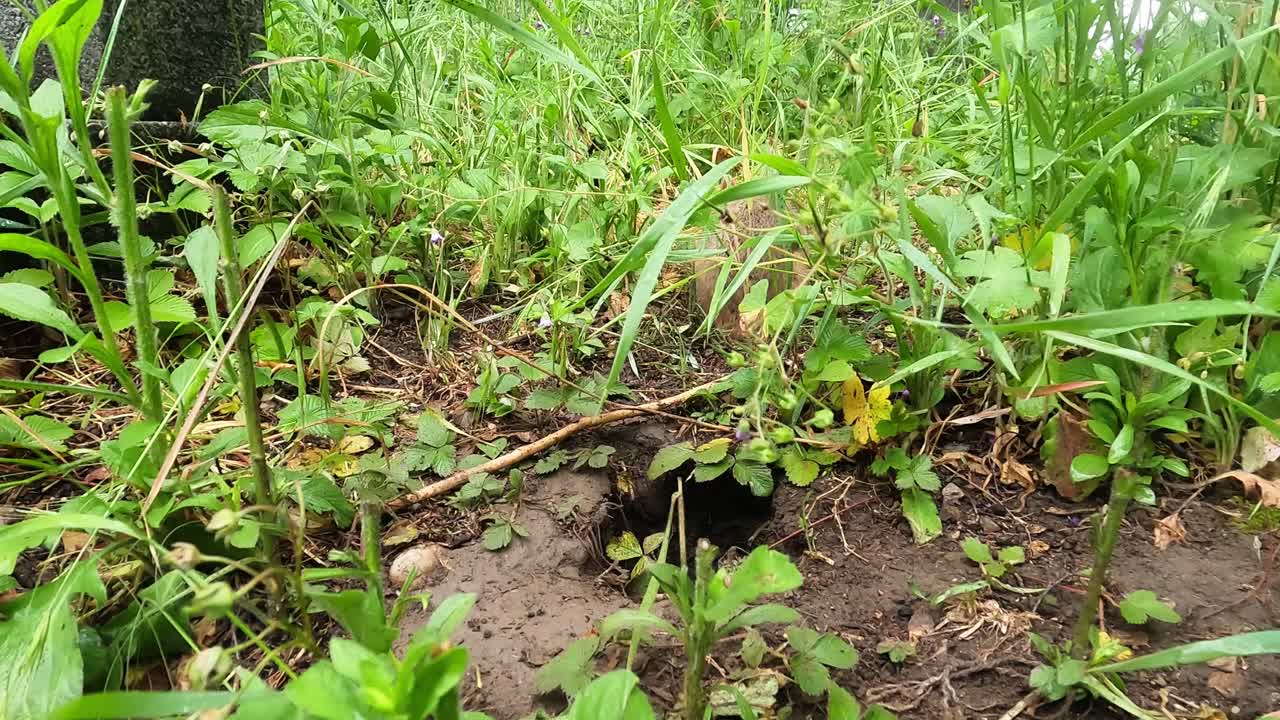 Criceto all'ingresso della tana annusa l'erba e il terreno, si allontana per esplorare il territorio, poi si gira e torna sottoterra. Primo piano del comportamento naturale della fauna selvatica all'aperto.