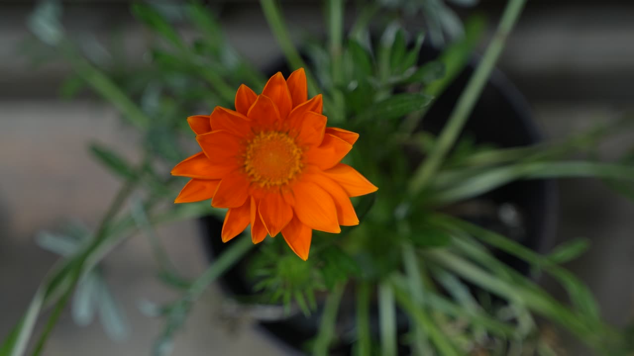 Gazania regens is blooming on a tub.