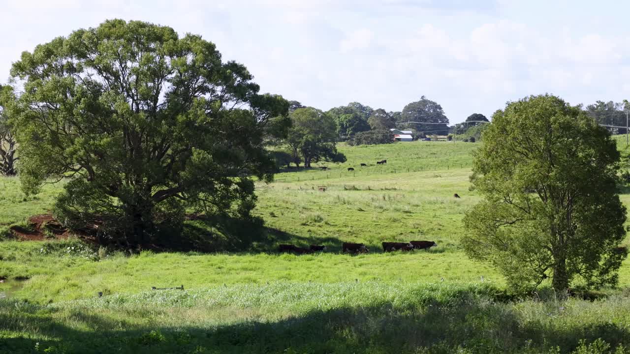 A serene landscape with lush greenery and trees under bright sunlight, showcasing the peaceful countryside of Byron Bay, Australia