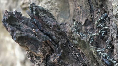 close shot of grey ants on a dead tree