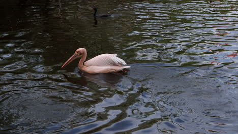 pelican swimming across calm pond, high angle following bird, right to left motion