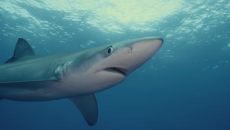 grande tubarão azul nadando pelo oceano atlântico